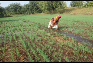 Nutrition Farm