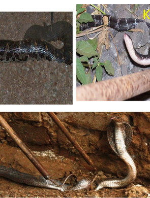 Melghat Wildlife