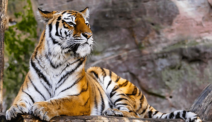 Tiger-3.jpg