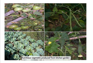 Nutritious vegetable produced