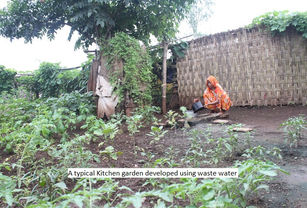 A typical Kitchen garden developed using waste water