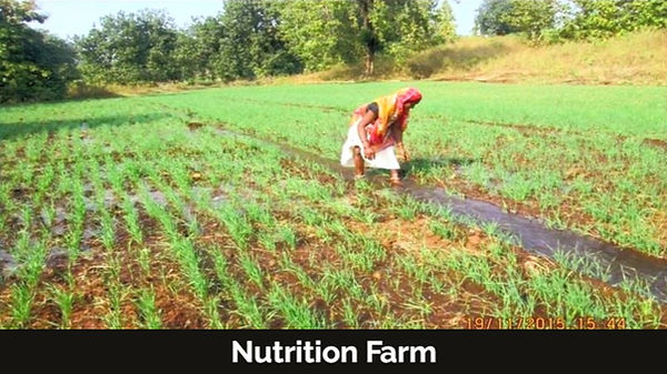 Nutrition%20Farm_edited_edited.jpg