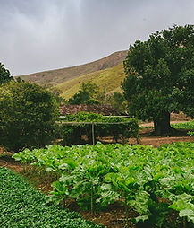 farm_edited.jpg
